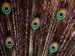 peafowl 48 list